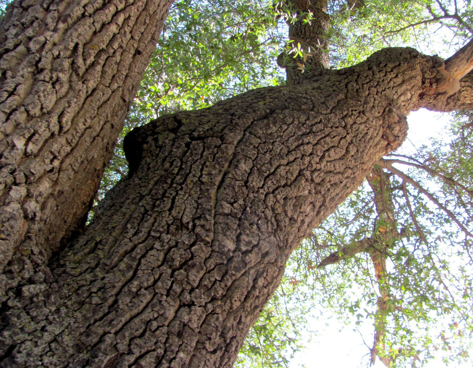 Towering oak